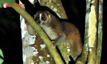 Man finds elusive Sunda slow loris after one year of searching: 'It was like hitting the jackpot'